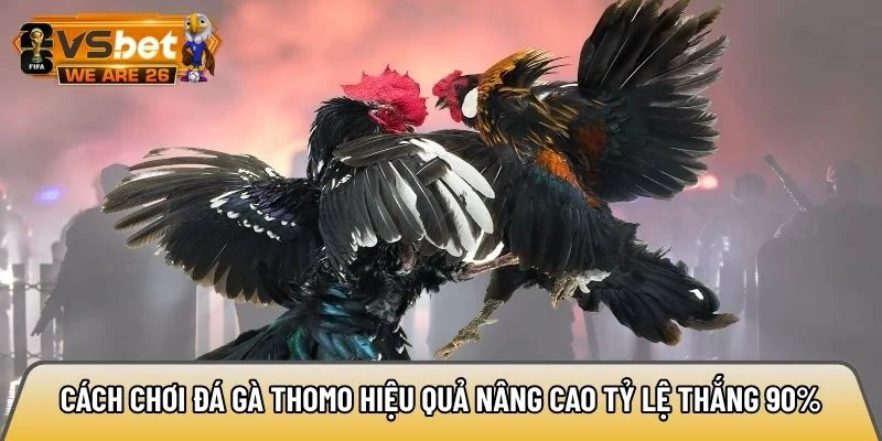 Cách chơi đá gà Thomo hiệu quả nâng cao tỷ lệ thắng 90% 10 Cách chơi đá gà Thomo
