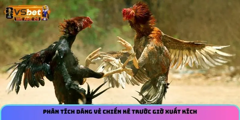 Phân tích dáng vẻ chiến kê trước giờ xuất kích